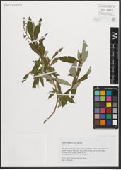 Foto von Salix triandra subsp. discolor (W. D. J. Koch) Arcang.